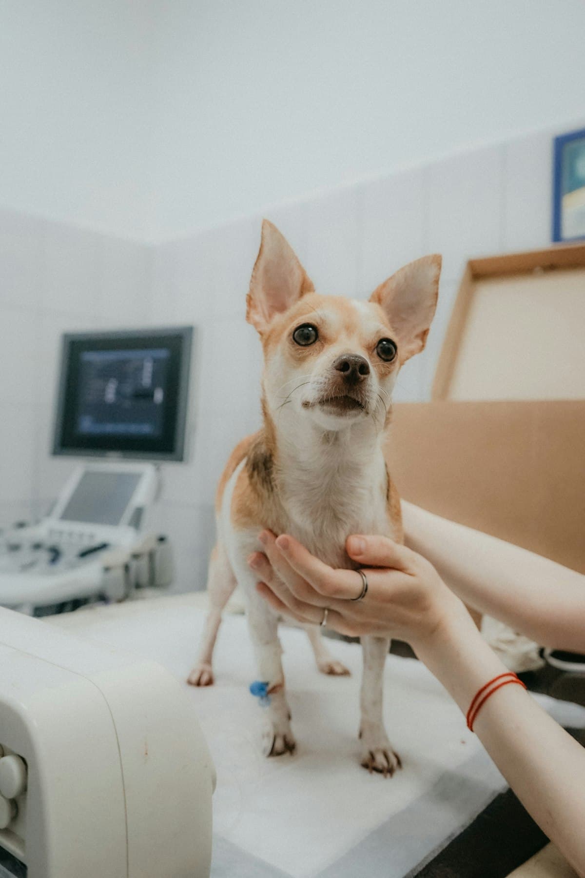 Medicina Veterinária